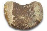 Fossil Dinosaur Phalanx (Toe) Bone - Montana #246231-2